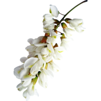 Акация Акация