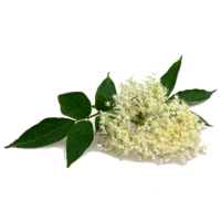 ������ �����