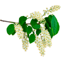 Черемуха Черемуха