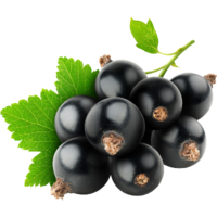 ������ ���������