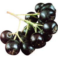 Черноплодная рябина Черноплодная рябина