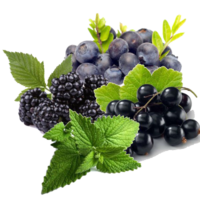 ������ �����