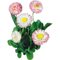 ������ ����������