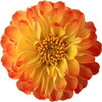 Цветы оранжевые Цветы оранжевые