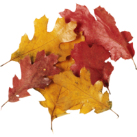 ������� ����