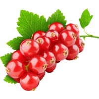 ������� ���������