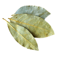 �������� ����