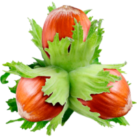 ������ ���� (������)