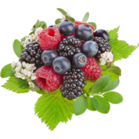 ������ �����