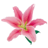 Лилия Лилия