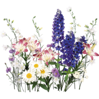 ������� �����