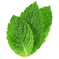 ���� (������)