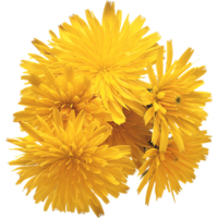 Одуванчик Одуванчик