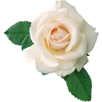 ���� �����