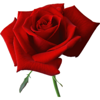 ���� �������