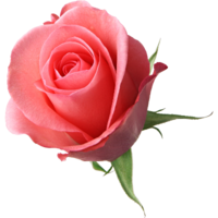 ���� �������