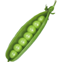 ���������� �����