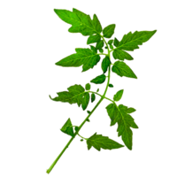 �������� ����