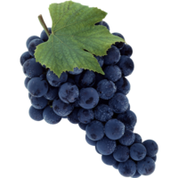 �������� ������